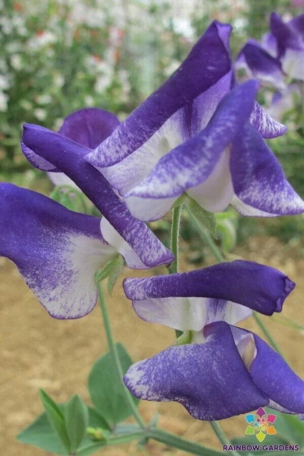 Solway Sapphire Sweet Pea Seeds – Semi-Dwarf Climbing Flower – Vibrant Blue Blooms – Lathyrus odoratus – 50+ Seeds for Garden