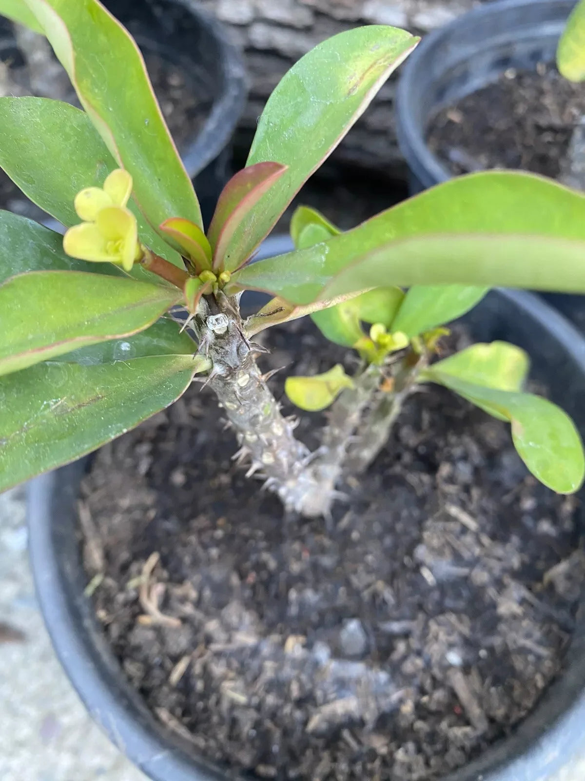 Dwarf Crown of Thorns Plant - Live Succulent with Pastel Yellow Flowers - Euphorbia milii Indoor/Outdoor Decor