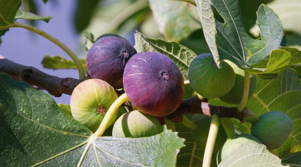 Ronde de Bordeaux Fig Seeds - 100 Non-GMO Ficus carica for Garden Planting, Fruit Production, Outdoor & Container Gardening
