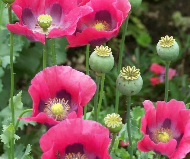 Exotic Poppy Seeds Packet – 200 Seeds for Planting, Easy to Grow, Papaver somniferum, Garden Flowers, Pollinator Attracting