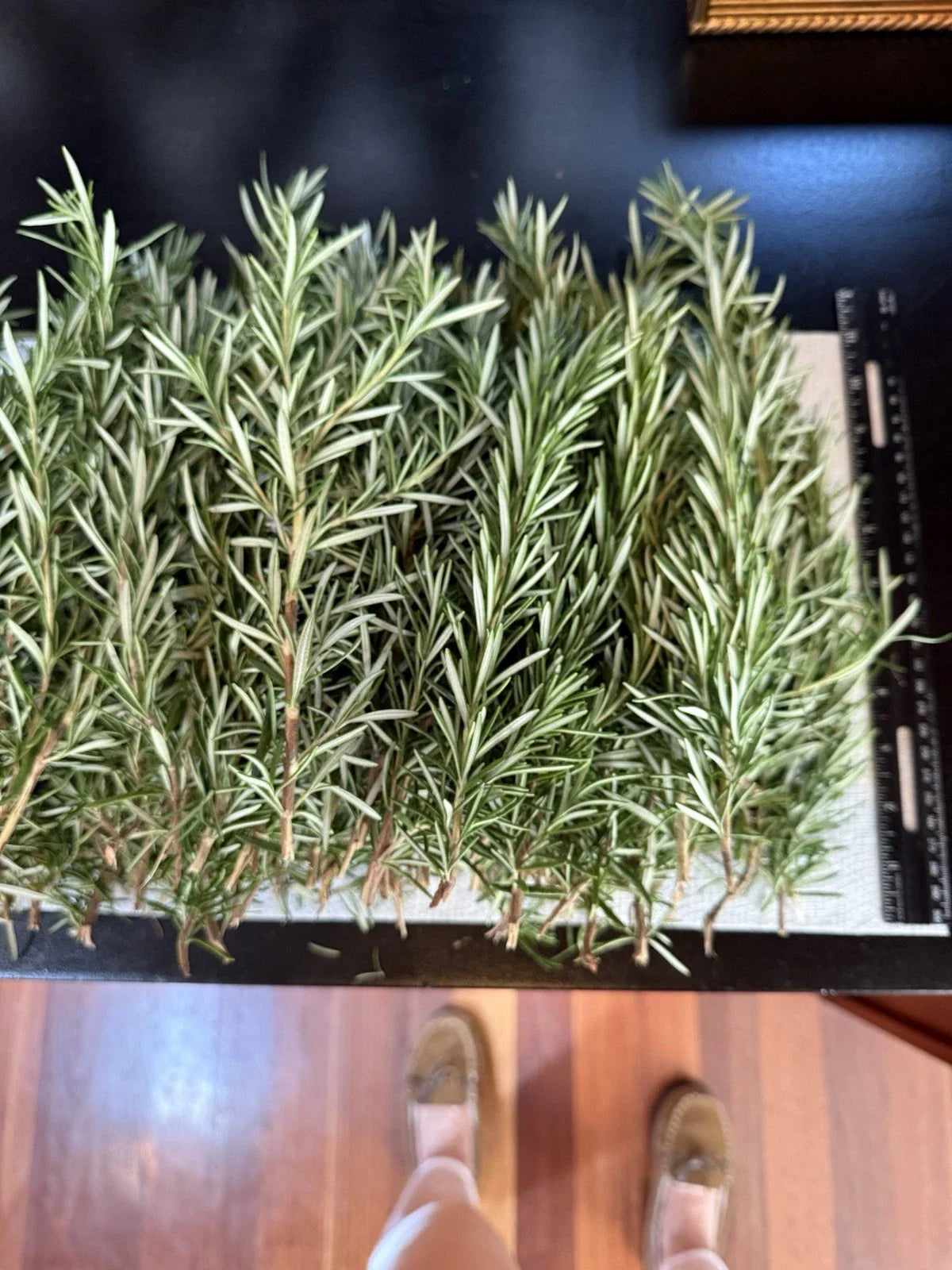 Fresh Organic Rosemary Stems - Culinary Herb Cuttings, Salvia rosmarinus, 10 Pack