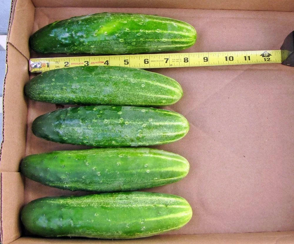 Organic Cucumber Seeds - 50+ Straight 8" Pickles for Vegetable Garden & Patio Containers - Cucumis sativus