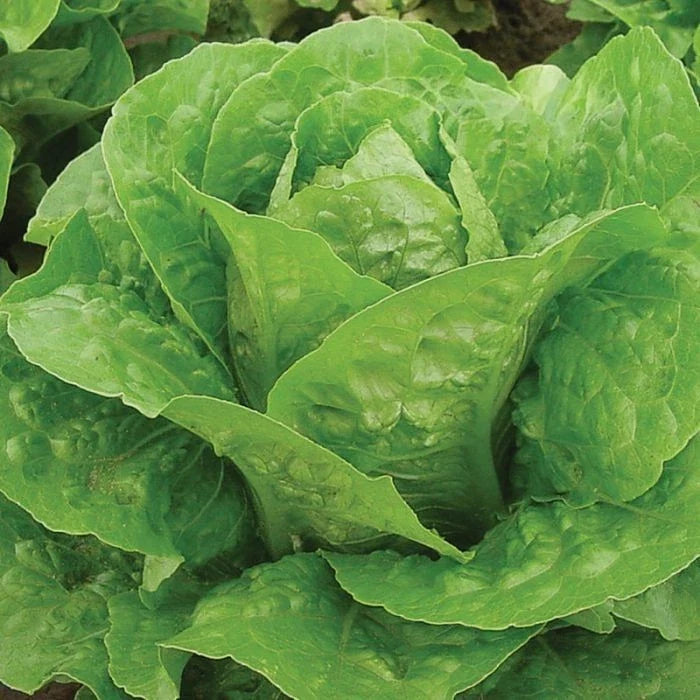 Genuine Parris Island Cos Romaine Lettuce Seeds - 4g Non-GMO, Organic, Lactuca sativa for Home Gardening, Salad, Wraps