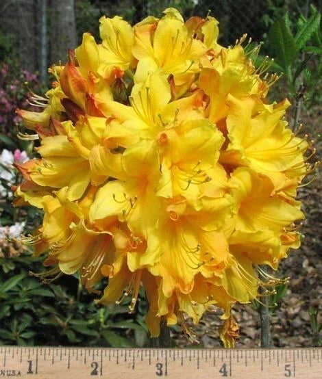 Aromi Azalea Spring Fanfare - Deciduous Rhododendron Starter Plant, Small Size
