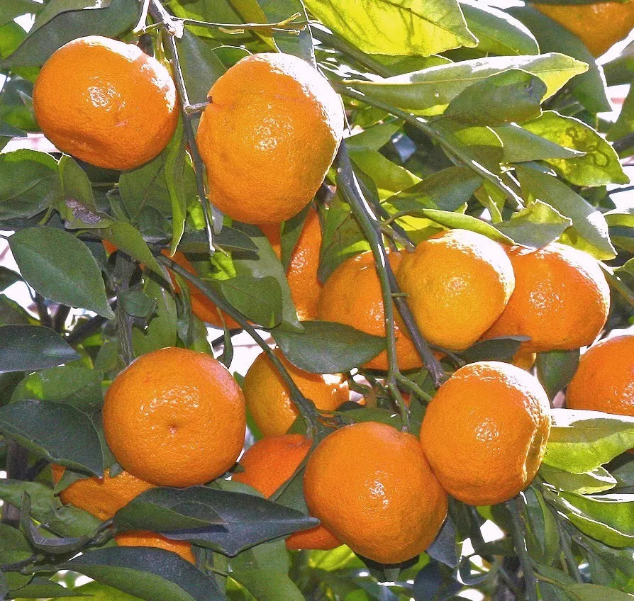 Satsuma Mandarin Orange Tree Seedling 3-6" Citrus reticulata Live Plant Edible Landscaping