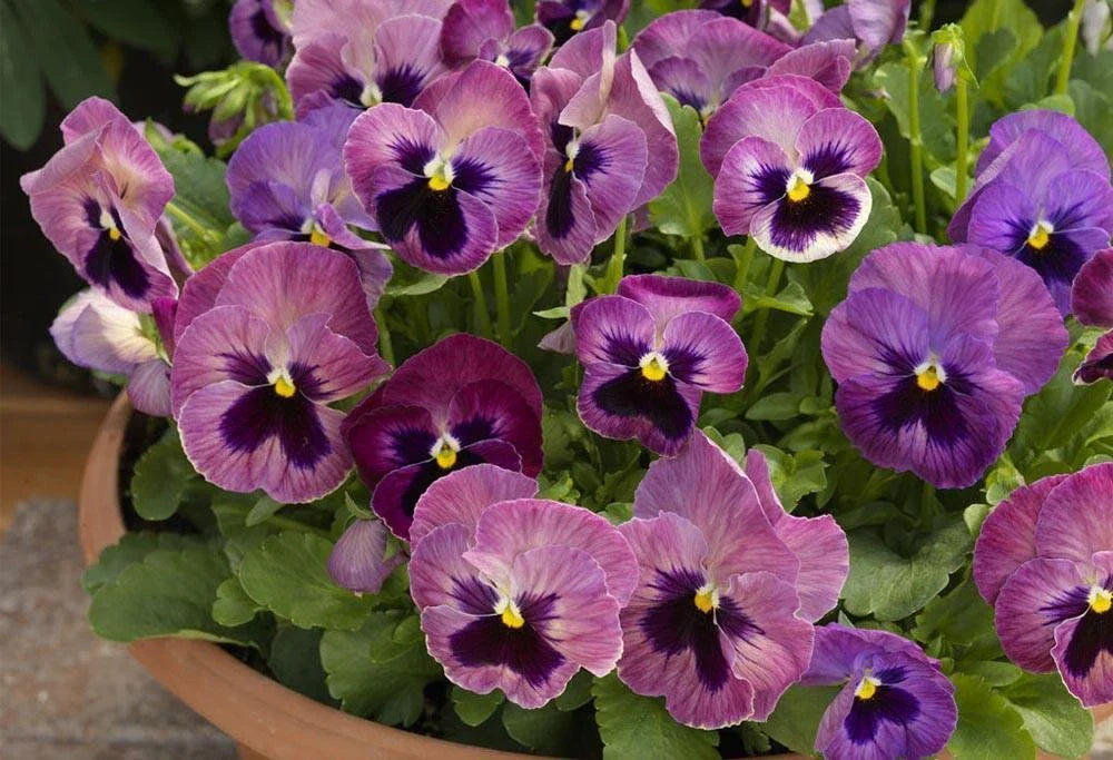 Pansy Seeds - 50 Delta Premium Persian Medley Violas for Colorful Gardens