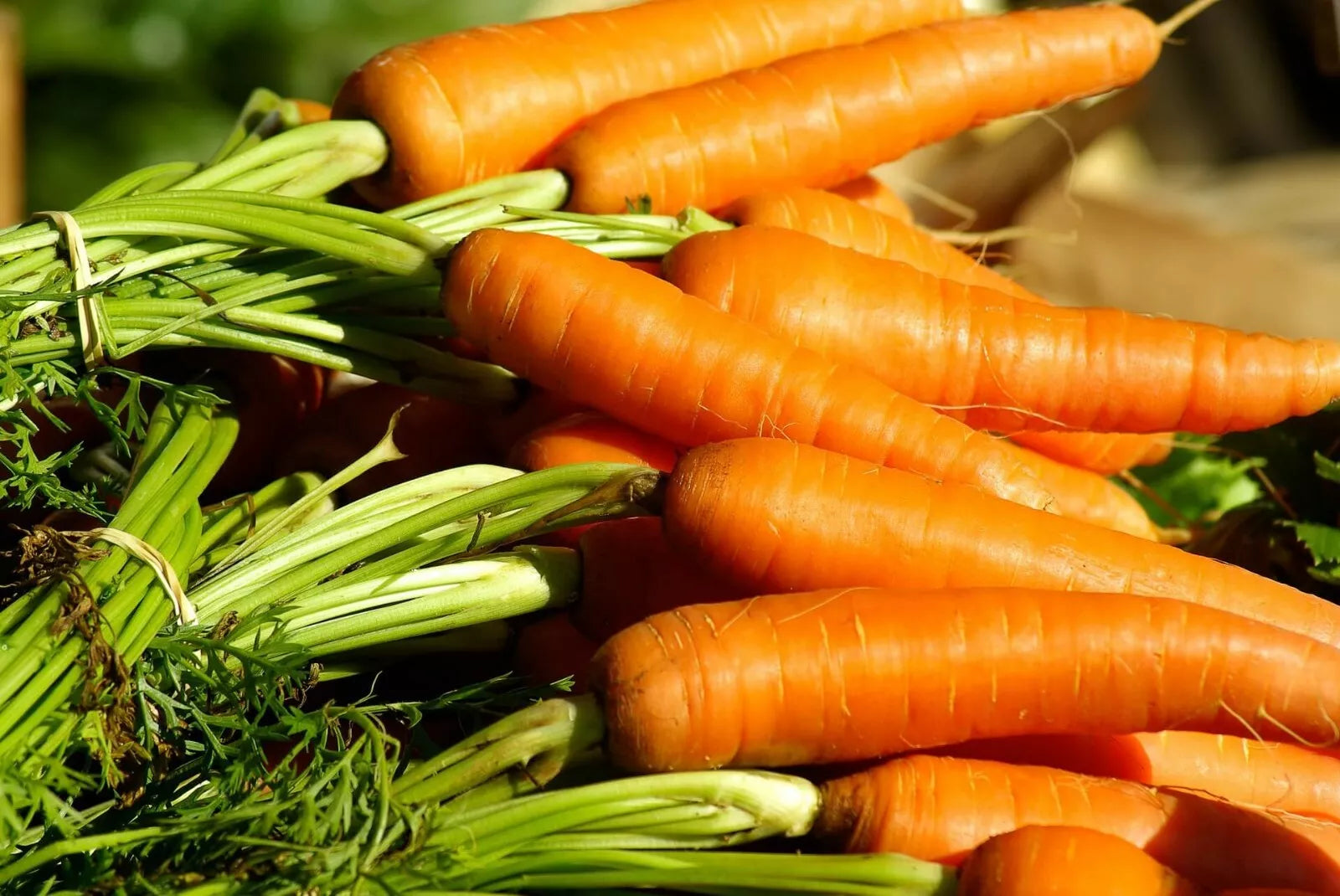 Danvers Carrot Seeds | Non-GMO Vegetable Garden Seeds | Daucus carota | Heirloom Variety for Fresh Harvests