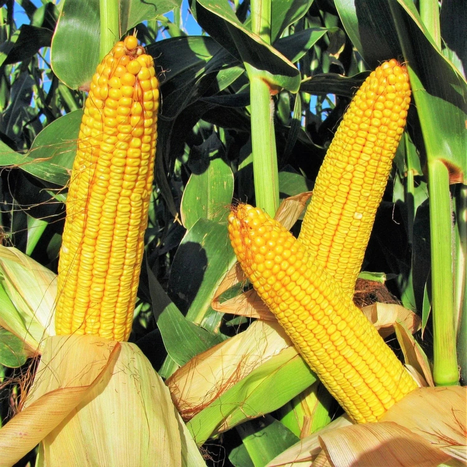 Wapsie Valley Grazing Corn Seeds - Open Pollinated Yellow Zea mays for Livestock Grazing, 100 Seeds Pack