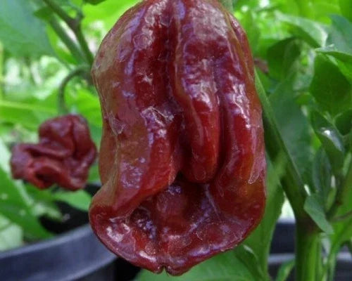 7-Pot Douglah Pepper Seeds - Pack of 15, Super-Hot Capsicum chinense, Fiery Chocolate-Brown Chili for Sauces & Gardening