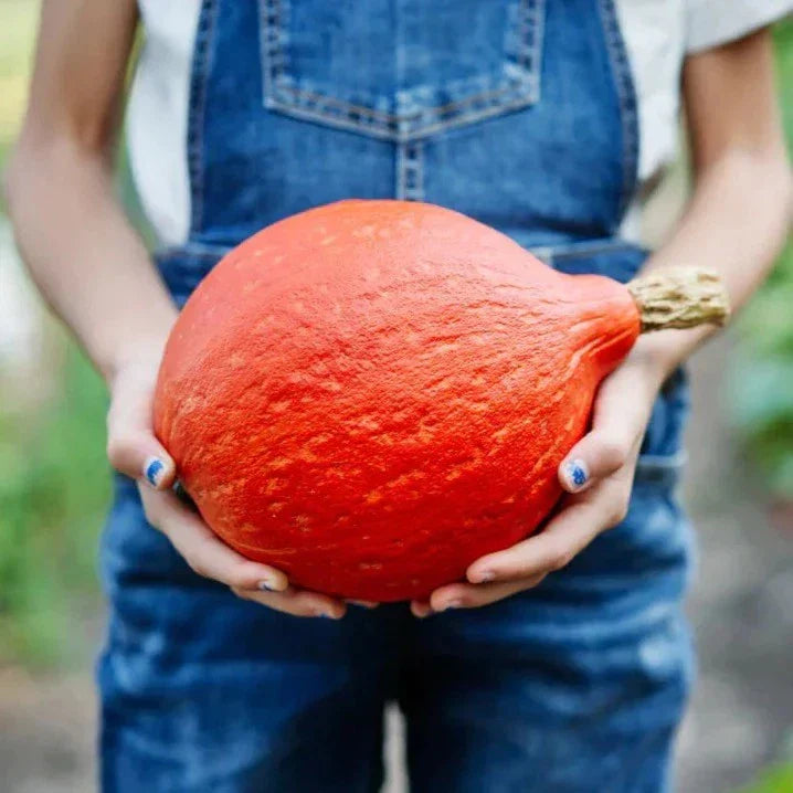 Baby Red Hubbard Squash Seeds - Organic Heirloom Non-GMO - Orange Hokkaido Variety