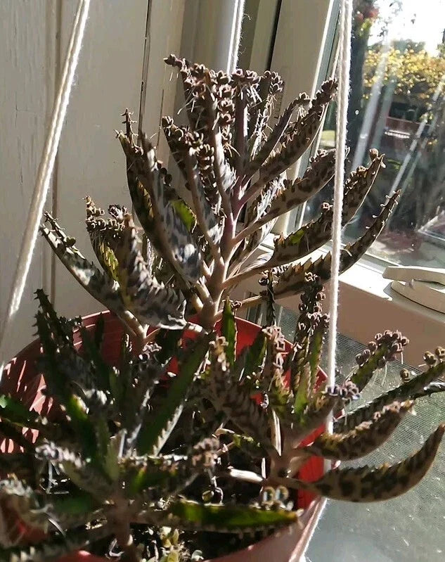 Kalanchoe tubiflora 'Mother of Millions' Succulent Plant with 10 Pups, Air Roots, Easy Care Indoor Outdoor Houseplant