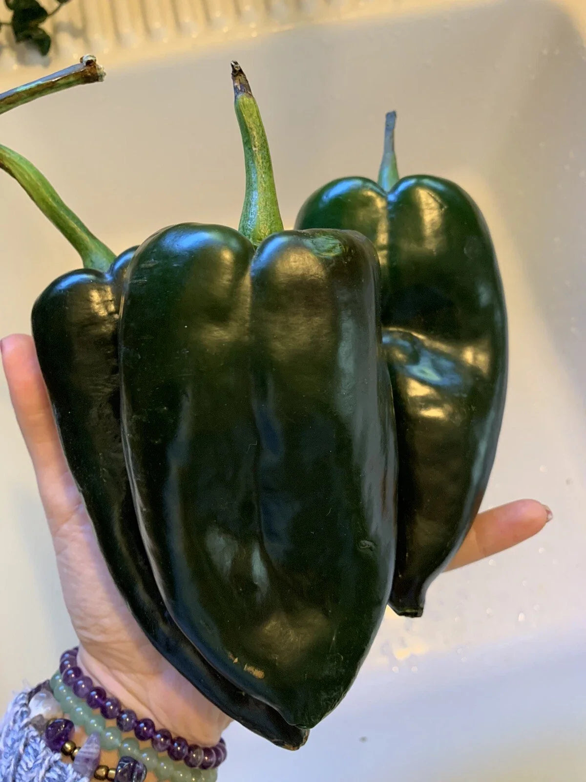 Ancho Poblano Chili Pepper Seeds - Organic NON-GMO Heirloom Capsicum annuum for Salsa, Roasting & Cooking