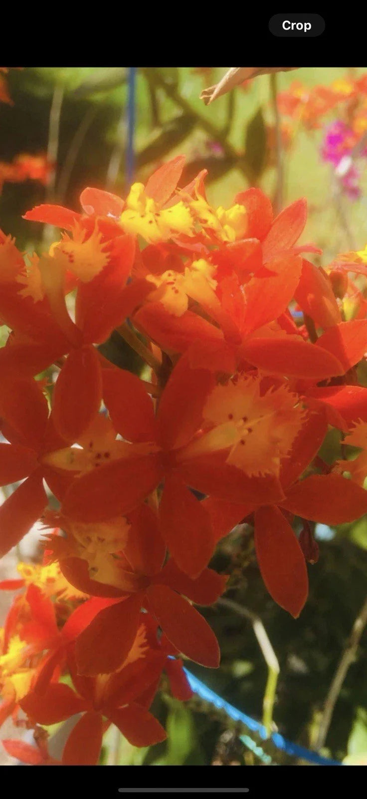Epidendrum radicans - 4 Rooted Red Orchid Plants, 10 Inch, Easy Care