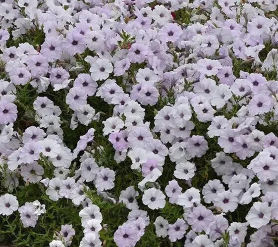 Petunia Seeds 10 Pelleted Tidal Wave Silver Petunia × atkinsiana Garden Flower Seeds