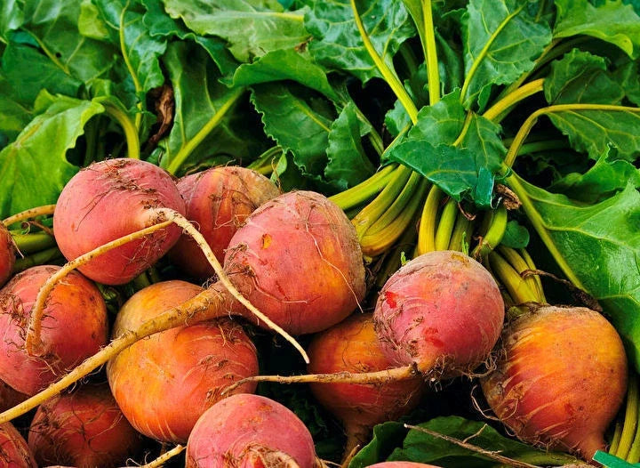 Golden Detroit Beet Seeds - 100 Pack Round Golden Yellow Beta vulgaris for Salads, Roasting & Juicing