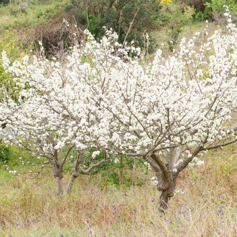 Wild Plum Cuttings Set of 12, Unrooted, 6-8 Inches, Prunus americana, Hardy Zones 3-8, Deciduous Shrub or Small Tree