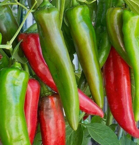 Anaheim Chili Pepper Seeds - 50+ Capsicum annuum Garden Seeds