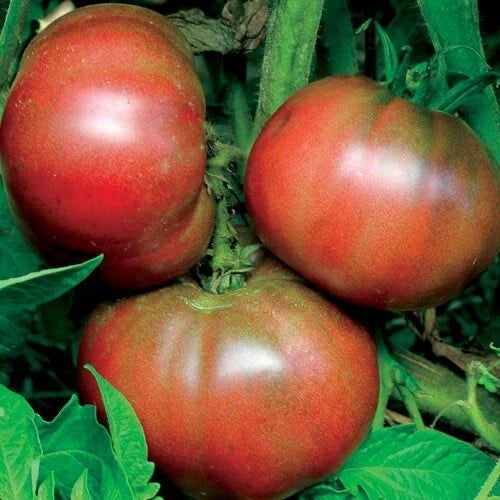 Black From Tula Tomato Seeds - Heirloom Non-GMO Solanum lycopersicum Vegetable Seeds, 50 Pack