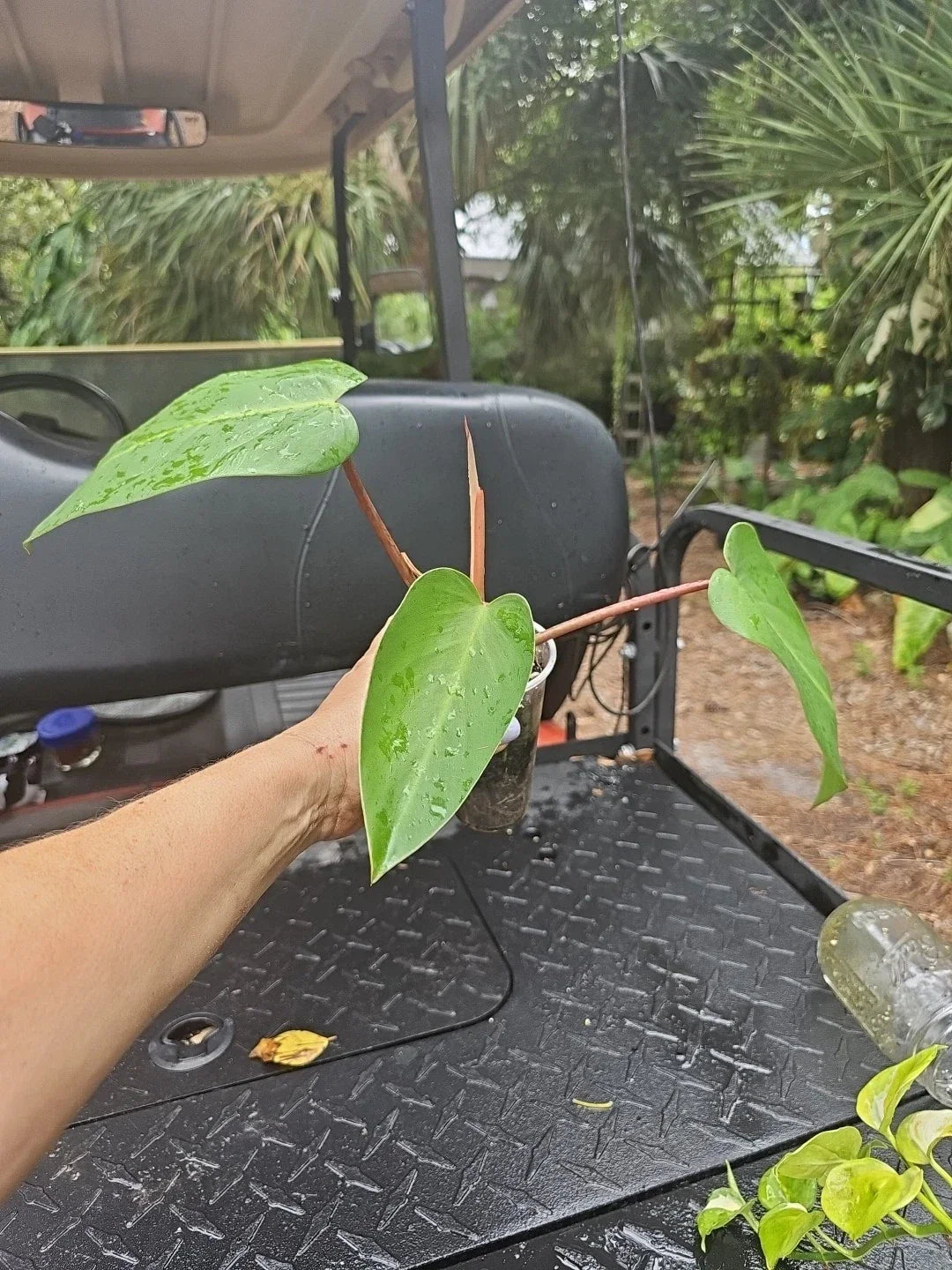 Rooted Top Cutting Philodendron Red Emerald Live Indoor Houseplant - Easy Care, Air Purifying