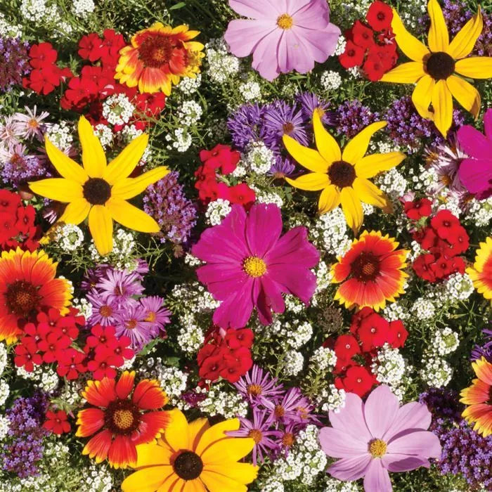 Monarch Butterfly Wildflower Mix Seeds – 100+ Colorful Wildflowers & Milkweed for Pollinator Gardens, Attracting Monarchs