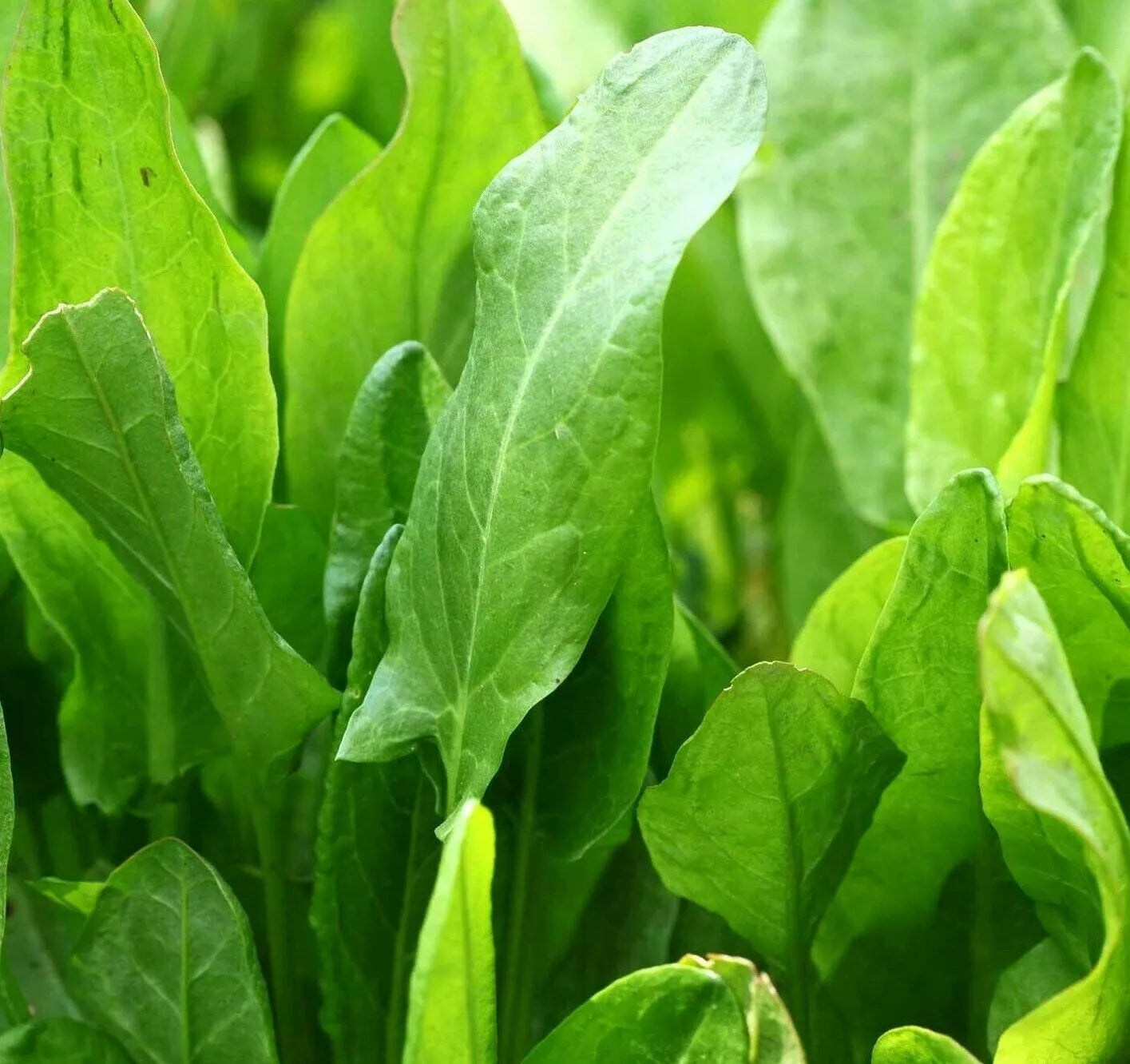 Large Leaf Sorrel Seeds 1000+ Rumex acetosa Perennial Green Vegetables for Salads and Cooking