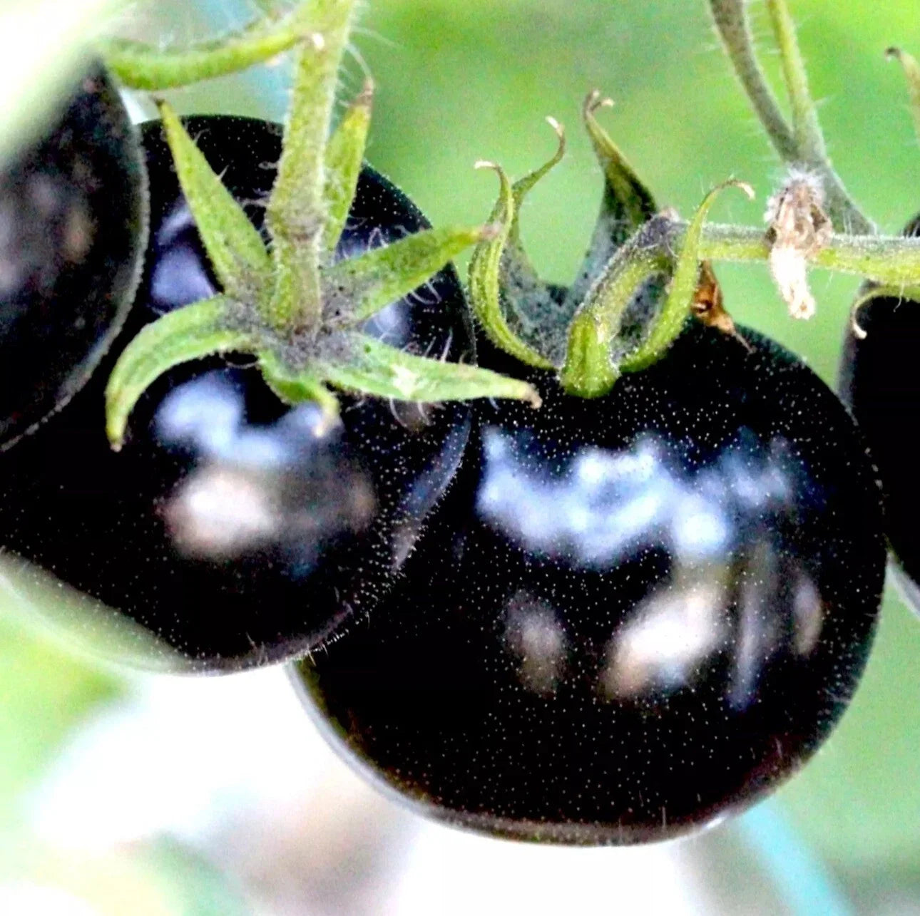 European Black Cherry Tomato Seeds – Heirloom Non-GMO, Sweet Juicy Variety, Solanum lycopersicum, 100 Seeds