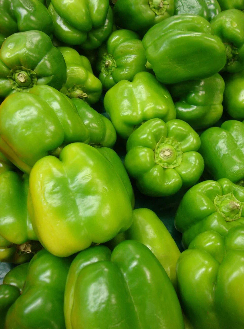 Yolo Wonder Pepper Seeds - 50+ Non-GMO Sweet Bell Vegetable Seeds (Capsicum annuum)