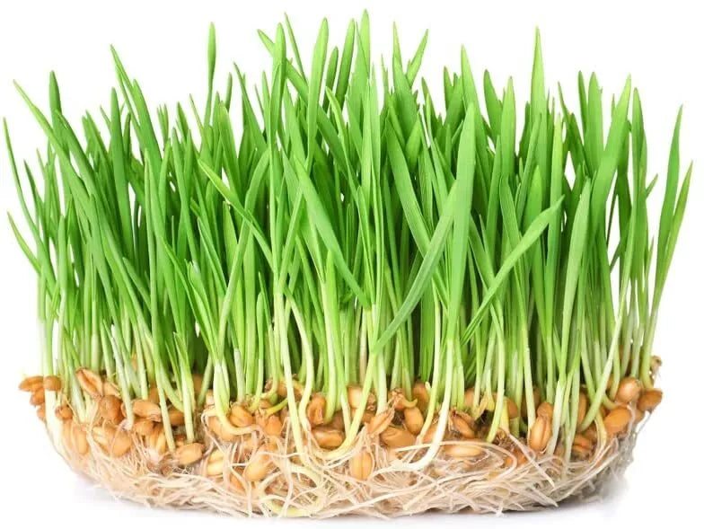 Wheatgrass Sprout Seeds 500 Count Organic Non-GMO Triticum aestivum Indoor Gardening