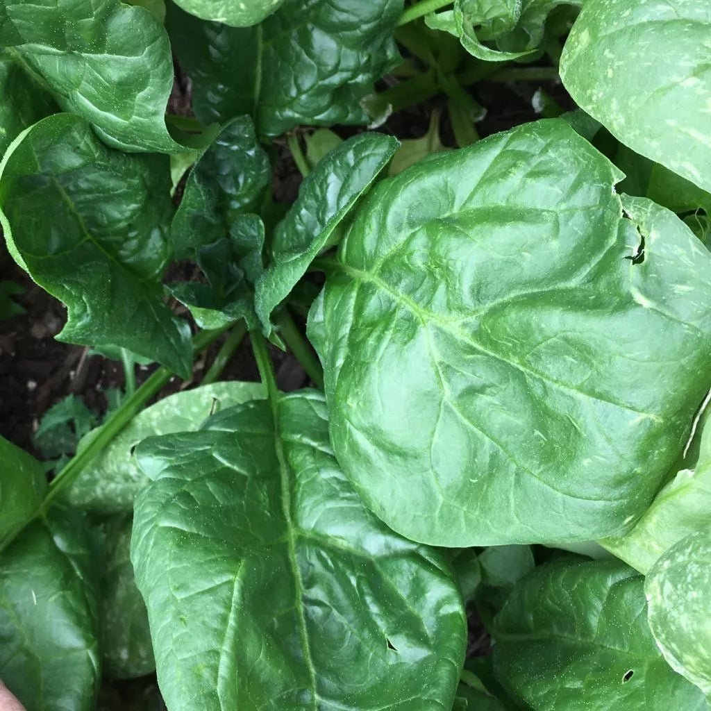 Giant Noble Spinach Seeds Heirloom NON-GMO Organic Spinacia oleracea