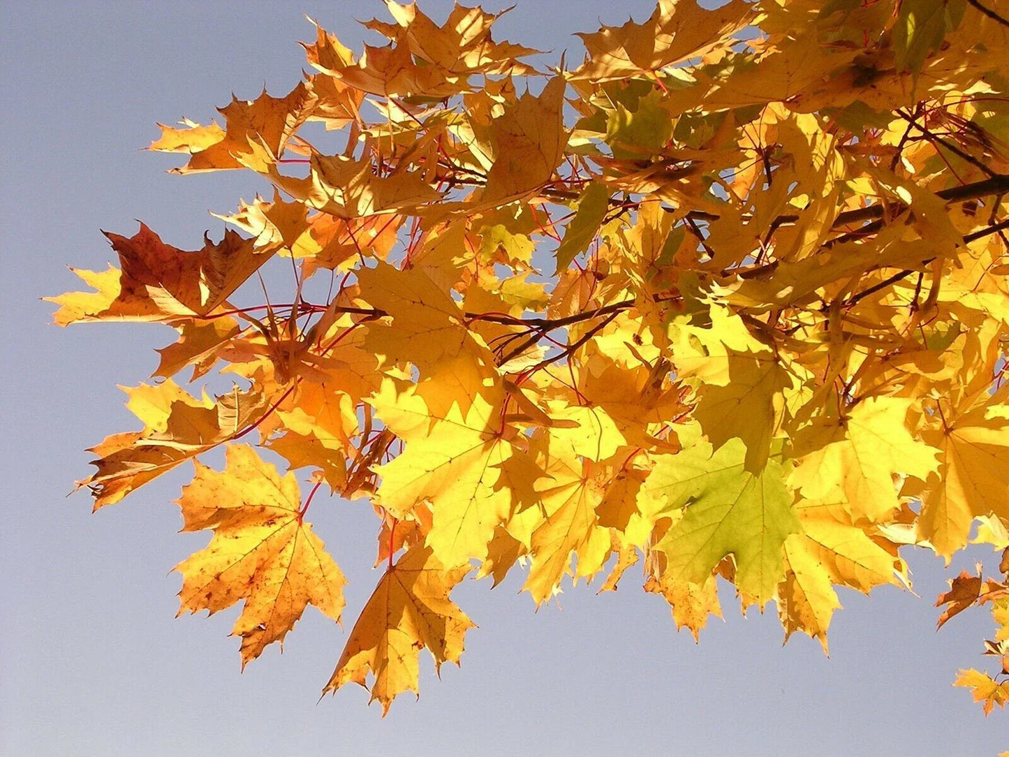 30+ Norway Maple Tree Seeds - Fast Growing Acer Platanoides for Landscaping & Shade