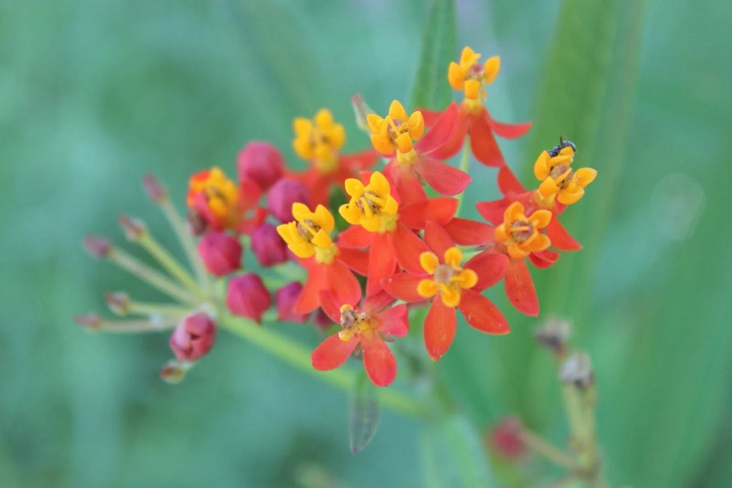 Asclepias Seeds 25 Pack Silky Deep Red Butterfly Weed Pollinator Attractant, Asclepias tuberosa