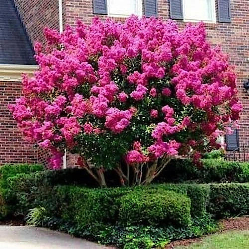 Crape Myrtle Tree Seeds - Fast Lilac Flowers - Lagerstroemia Indica