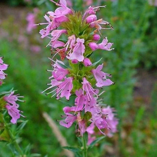Hyssop Seeds 100 Count - Rose Hyssopus Officinalis Perennial Herb for Culinary & Medicinal Use