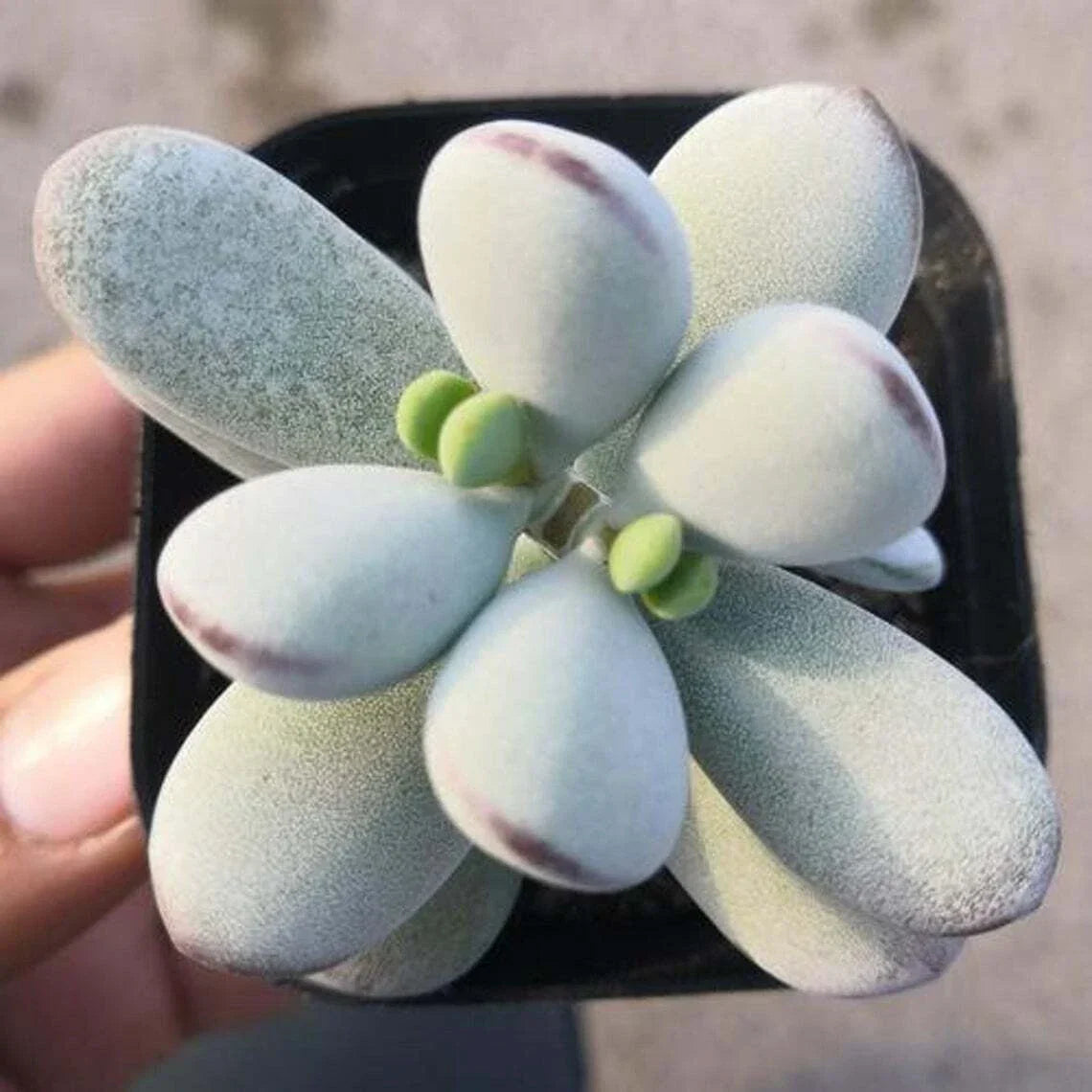 Cotyledon Orbiculata Succulent Plant in 2" Pot – Indoor Drought-Resistant Decor