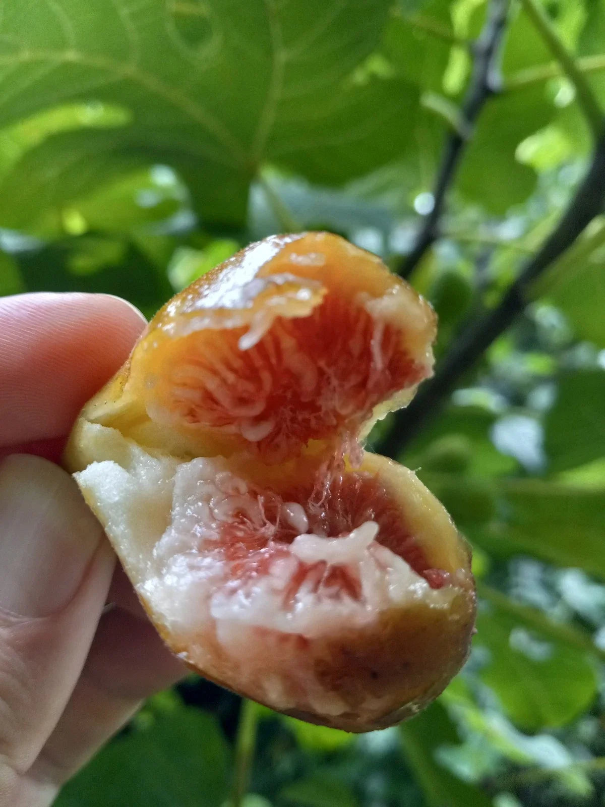 Celeste Fig Tree in 6-Inch Pot, Cold Hardy Ficus carica for Zones 6-10, Container Garden Plant