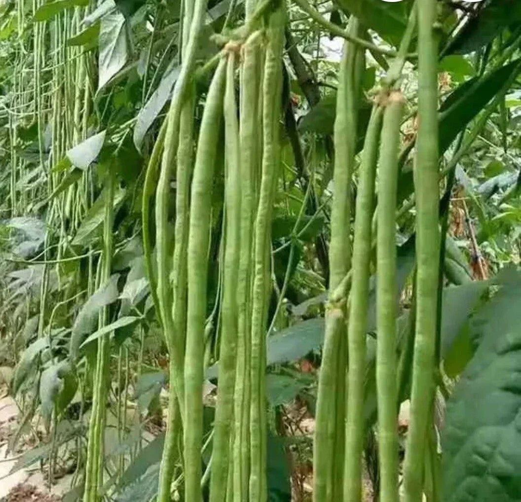 Green Yard Long Bean Seeds - Non-GMO Heirloom Asian String Beans, Sitaw, Vigna unguiculata subsp. sesquipedalis, 30+ Pack