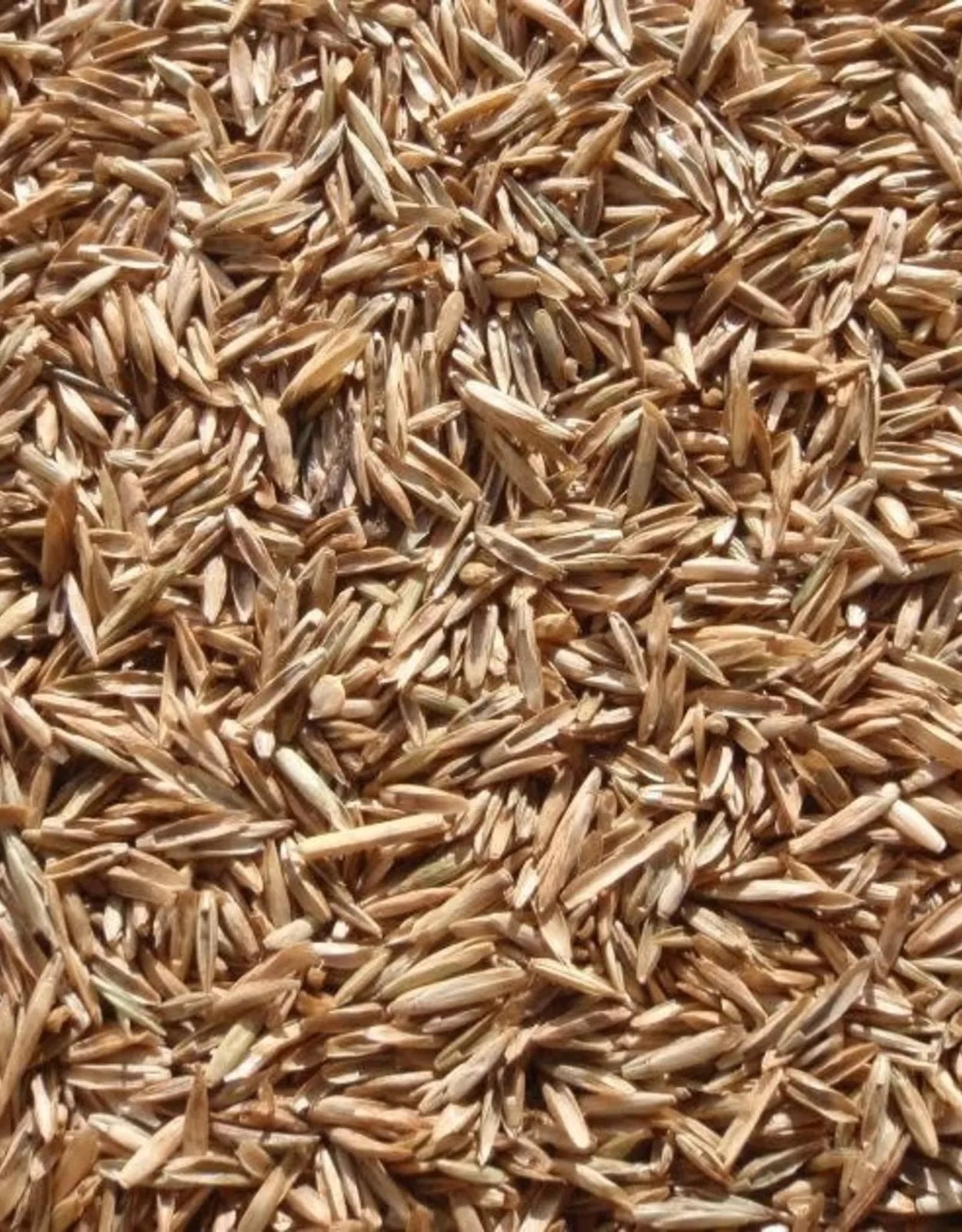 Annual Ryegrass Seeds - Premium Quality, Fast-Germinating Green Lawn Grass - Lolium multiflorum, Cover Crop, Overseeding Seed
