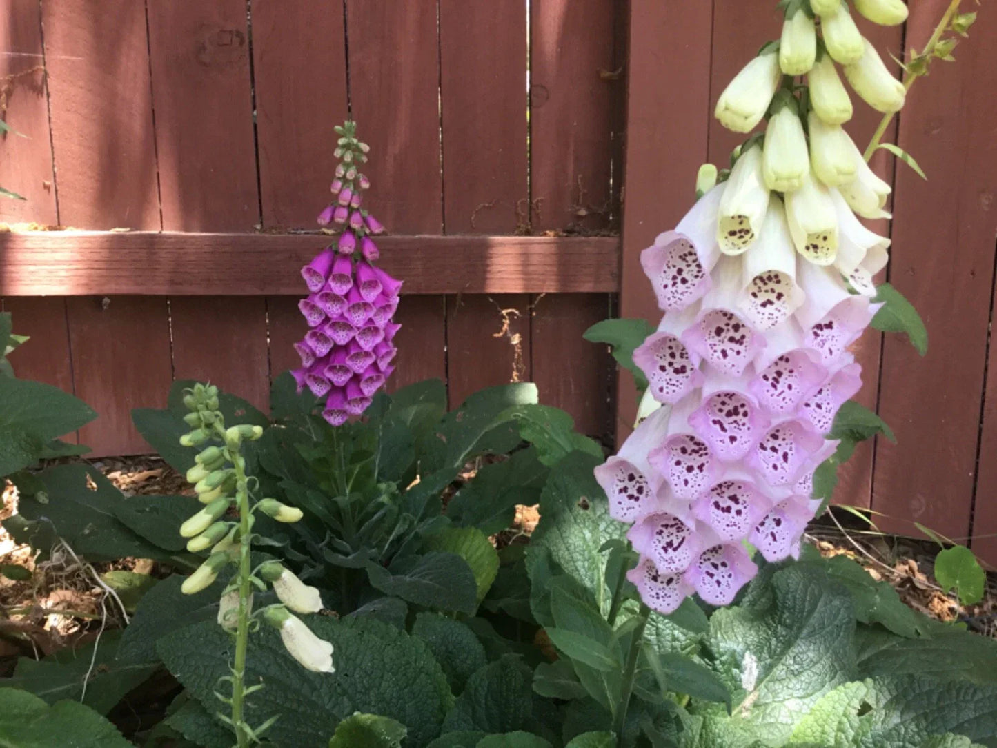 Dwarf Foxglove Pixie Seeds - 100 Seeds, 12-14 Inches Tall, Digitalis purpurea