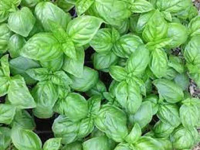 Premium Genovese Basil Herb Seeds - Organic Heirloom, Non-GMO, Fragrant Ocimum basilicum, Culinary Herb Seeds for Garden & Pots