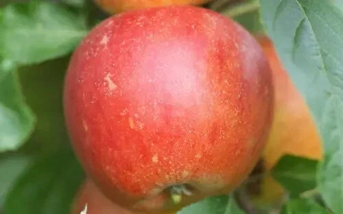 Queen Cox Apple Seeds - Organic Heirloom Malus domestica for Home Garden Planting, 25+ Seeds