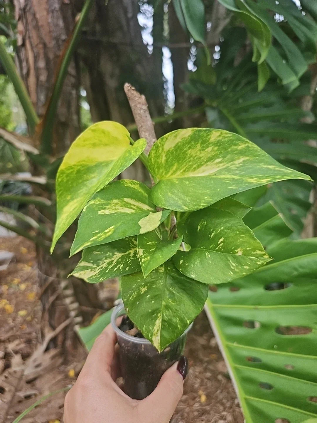 Giant Variegated Golden Pothos Plant - Hawaiian Climbing Epipremnum aureum with Large Trunk