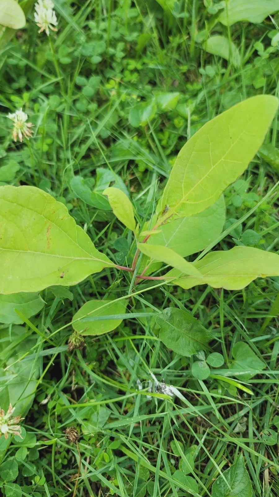 Organic Sassafras Trees - Bare Root 3 Pack - Sassafras albidum for Garden, Landscaping & Wildlife Habitat