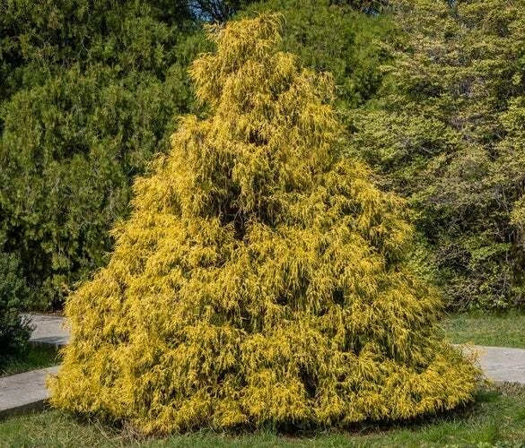 Weeping Cypress Pine Seeds – 25 Non-GMO Hesperocyparis funebris Evergreen Drought-Tolerant Tree Seeds