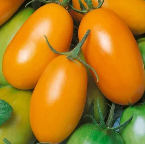 Orange Roma Tomato Seeds - 50+ Indeterminate Paste Variety for Garden Vegetables