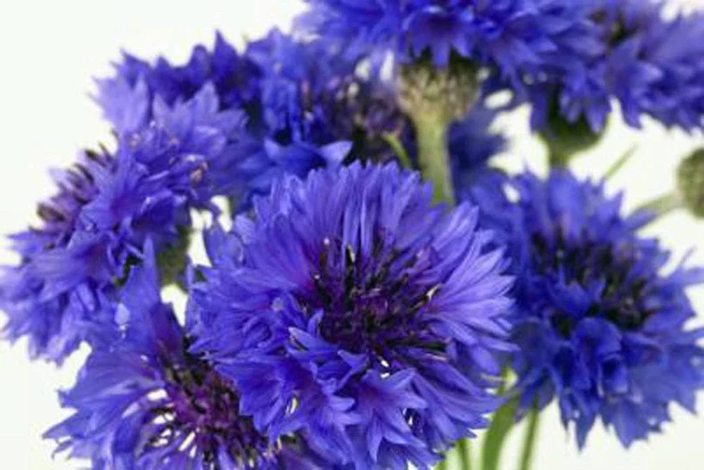 Bachelor Button Seeds - 1000 Tall Blue Centaurea cyanus Seeds for Gardens