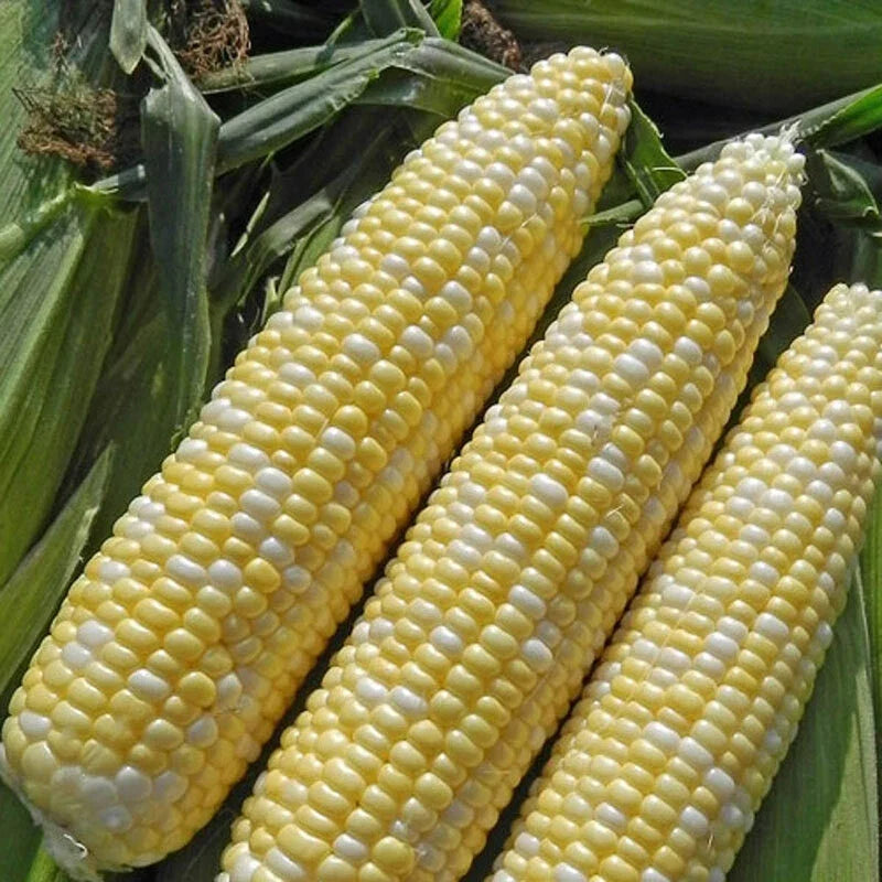 Sweet Corn Seed Pack - Enchanted Variety - Non-GMO Zea Mays, Home Garden, Bountiful Harvest, Fresh, Easy to Grow