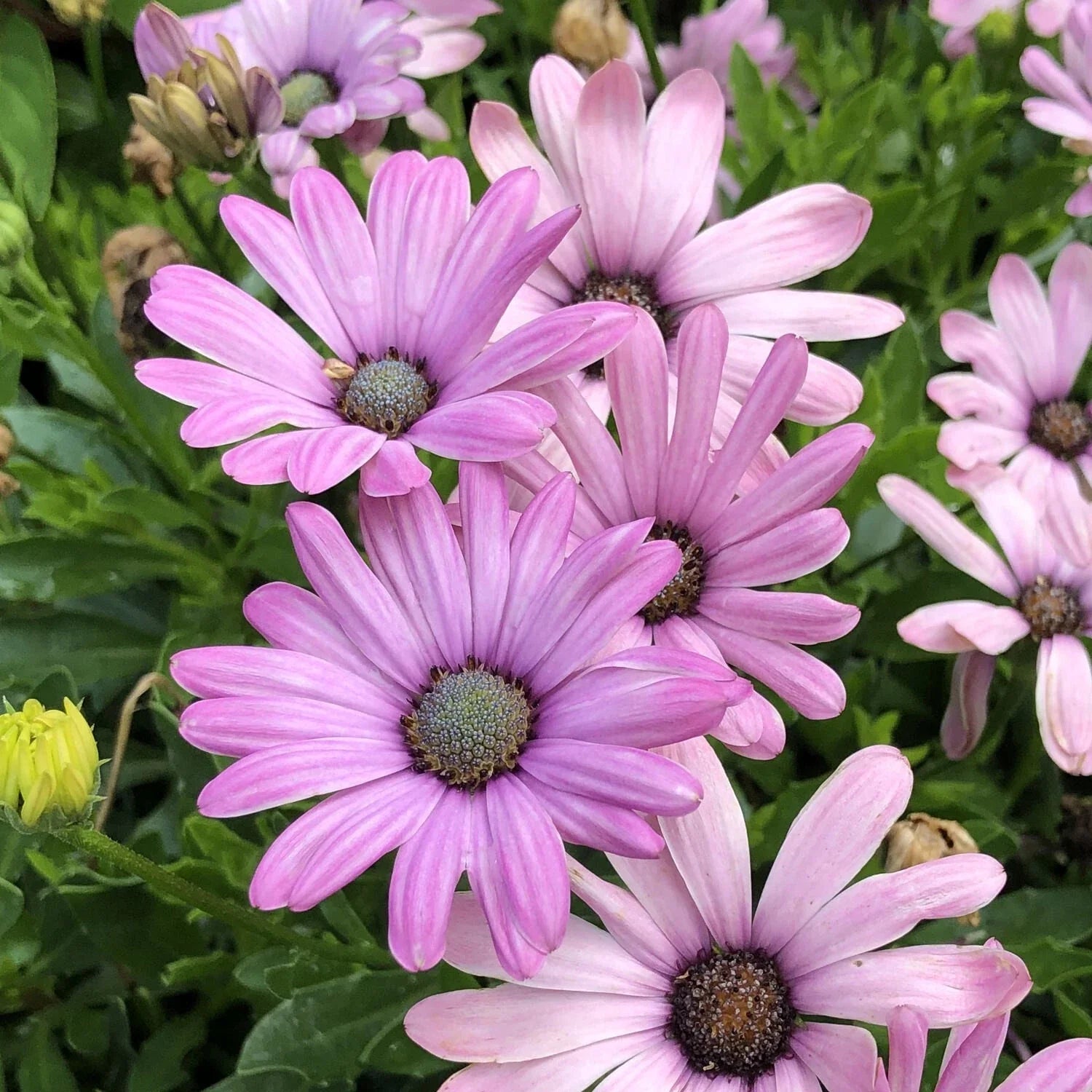 Cape Daisy Seeds - 200+ Light Purple Osteospermum ecklonis Flower Seeds for Garden Planting, Annual, Full Sun to Partial Shade