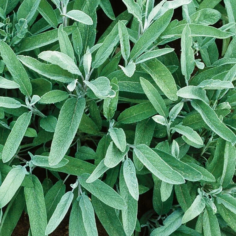 Fresh Sage Herb Seeds Pack of 5 | Salvia officinalis | Culinary & Pollinator Attractant | Non-GMO, Easy to Grow