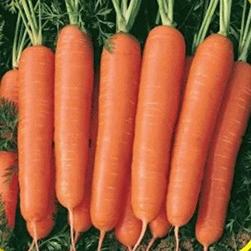 Scarlet Nantes Carrot Seeds – Heirloom Non-GMO Daucus carota Vegetable Seeds for Home Gardens