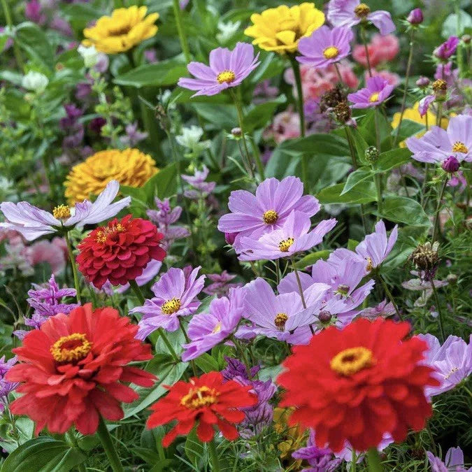Zinnia & Cosmos Flower Seed Mix - 25 Seeds - Cosmic Zen Blend - USA Seller